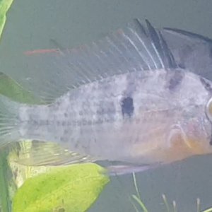 Bolivian Ram - Male.jpg