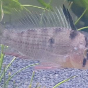 Bolivian Ram - Possible Female.jpg