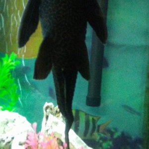 Crooked Pleco tail.jpg