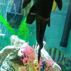 Crooked Pleco tail 2.jpg