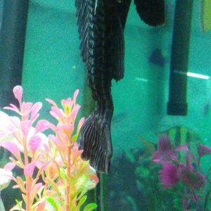 Side view of pleco.jpg