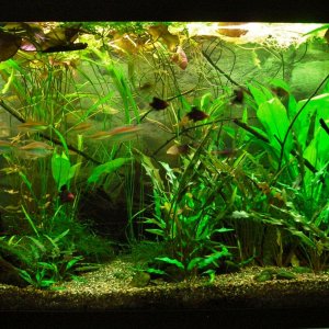 90g Feb 10-15.JPG