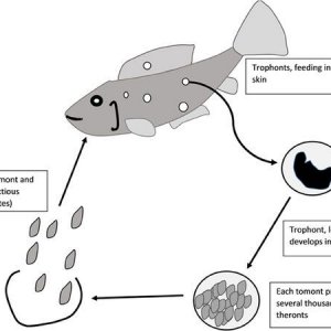 618px-Life_cycle_of_Ichthyophthirius_multifiliis.jpg