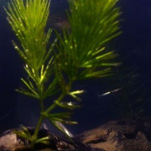 hornwort.JPG