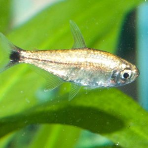 Alestes humilis [Brass_Tetra].jpg