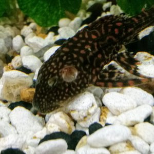 hole in head pleco.jpg