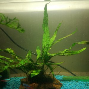 java fern.jpg