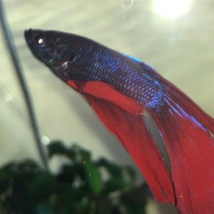 betta1.jpg