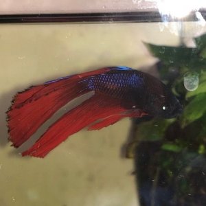 betta2.jpg