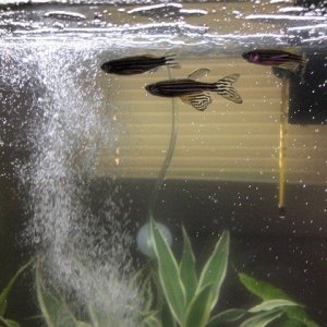 Zebra Danio.JPG