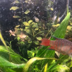 Red and Blue Gourami = male.jpg