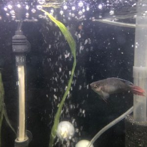 Red and Blue Gourami Female.JPG