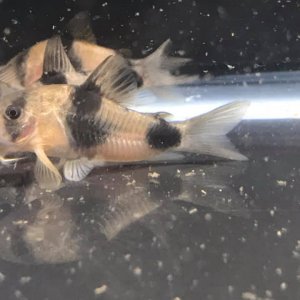 Corydoras weitzmani.jpg