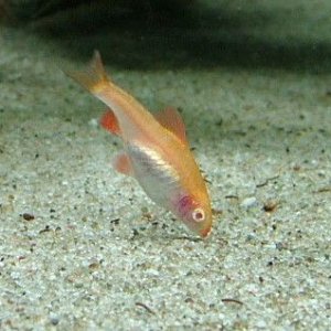 female albino cherry barb.JPG