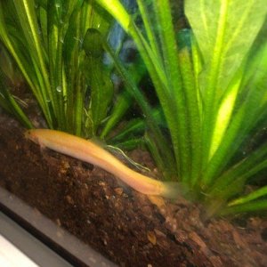 Gold Loach from Az Gardens.jpg