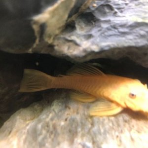 Bushynose Yellow Pleco.jpg