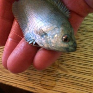 Greta Gourami Fish.jpg