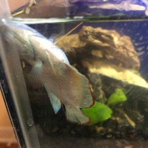 Swim Bladder Disease in Gourami.jpg