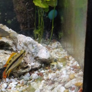 Apisto good 1.jpg