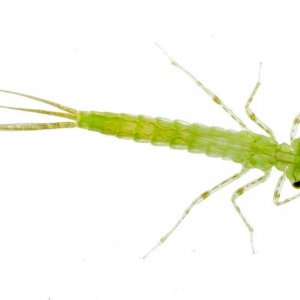 damselfly-larva-e1456146620340.jpg