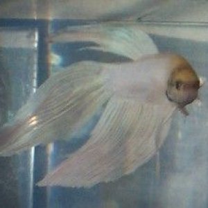 betta_montage_white_betta2.jpg