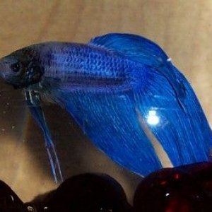 betta_montage_lavender.jpg