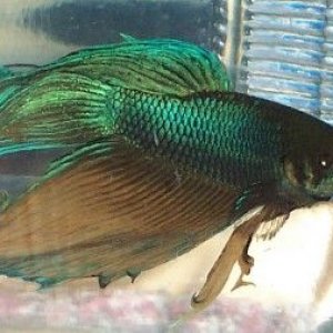 betta_montage_gold_green1.jpg