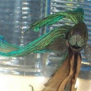 betta_montage_gold_green2.jpg