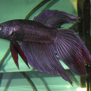 betta2.jpg