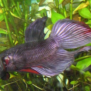 betta3.jpg