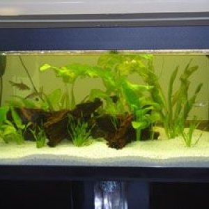 new_planted_tank0002.jpg