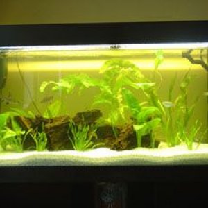 new_planted_tank_004_small.jpg