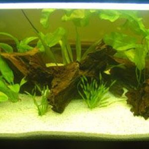 new_planted_tank_013_small.jpg