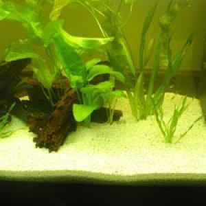 new_planted_tank_014_small.jpg