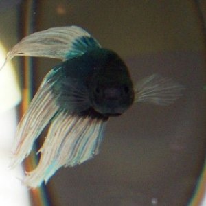 blue_butterfly_betta.jpg