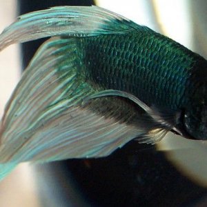 blue_butterfly_betta2.jpg