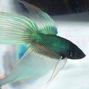 blue_butterfly_betta3.jpg