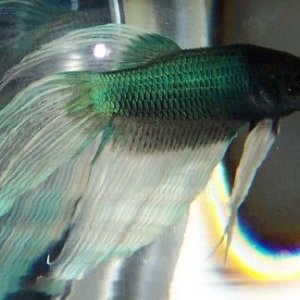 blue_butterfly_betta4.jpg