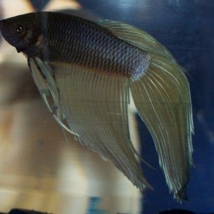 landons_new_betta.jpg