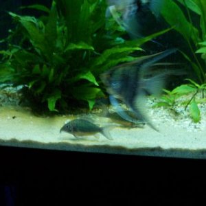 emeraldgreencorydoras.JPG