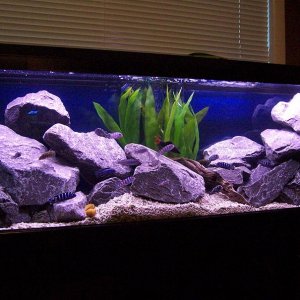 45gallon_march28_1.JPG