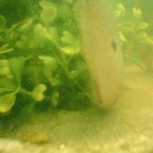 gourami__first_day_with_sand__near_pot001.jpg