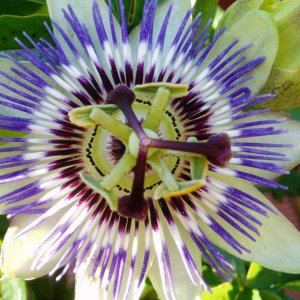 Passion_flower.jpg