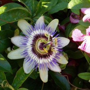 Passion_flower_2.jpg