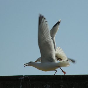 seagull.jpg