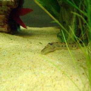 Horsefaced_Loach.JPG