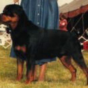 rottweiler.jpg