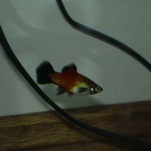 New_Wagtail_Platy.jpg