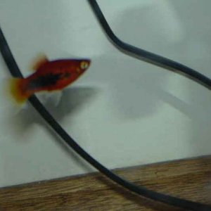 New_Tuxedo_Platy.jpg