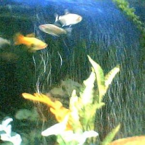 gravid_swordtail001.jpg